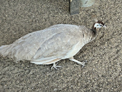 PRE SALE 4 Mixed PEACOCK Hatching Eggs, Ready to Ship IN 7-14 DAYS