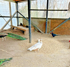 PRE SALE 4 Mixed PEACOCK Hatching Eggs, Ready to Ship IN 7-14 DAYS