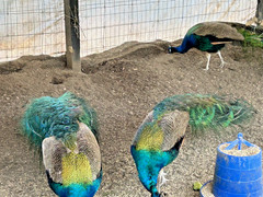 PRE SALE 4 Mixed PEACOCK Hatching Eggs, Ready to Ship IN 7-14 DAYS