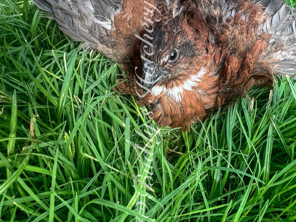20+ Tennessee Red Bob White Quail Hatching Eggs