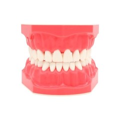 Dental Teeth Model Brushing Flossing Practice Studying Teaching Model M7010-1