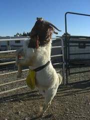 BACCHUS JOHNSON SHIELD Buck Anti Mating Anti Breeding Apron for Goats & Sheep