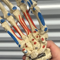 Human Arm Anatomical Skeleton Model Hand Bones Tendons Painted
