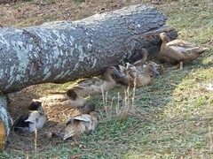 12+3 Khaki Campbell Fertile Hatching Eggs