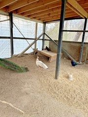 PRE SALE 4 Mixed PEACOCK Hatching Eggs, Ready to Ship IN 7-14 DAYS