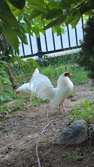 12+ white old english bantam Hatching Eggs