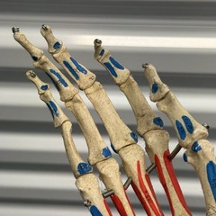 Human Arm Anatomical Skeleton Model Hand Bones Tendons Painted