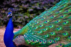 Peafowl Peacock Hatching Egg – India Blue. Blackshoulder. White. Pied. Silver.